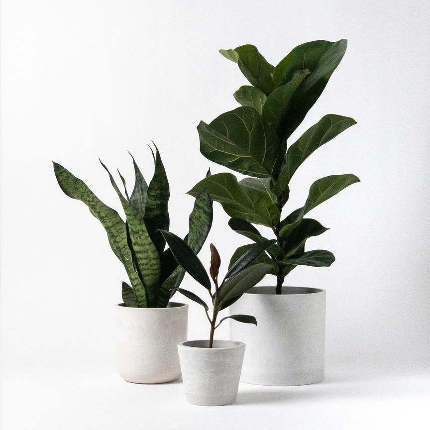 Indoor Plants