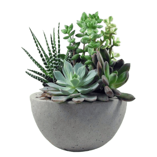 Succulents & Cacti