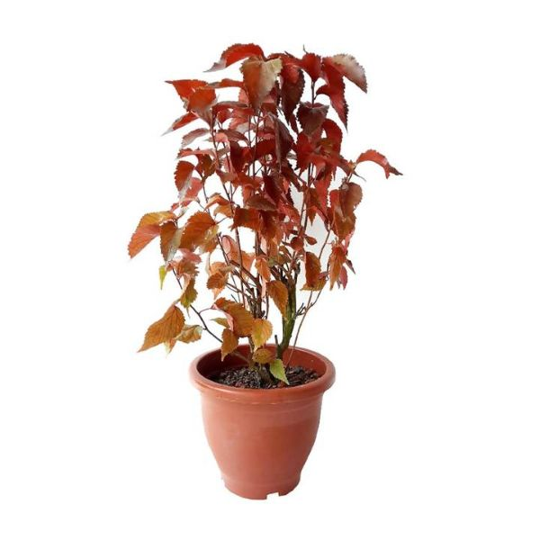 Acalypha wilkesiana "Red"