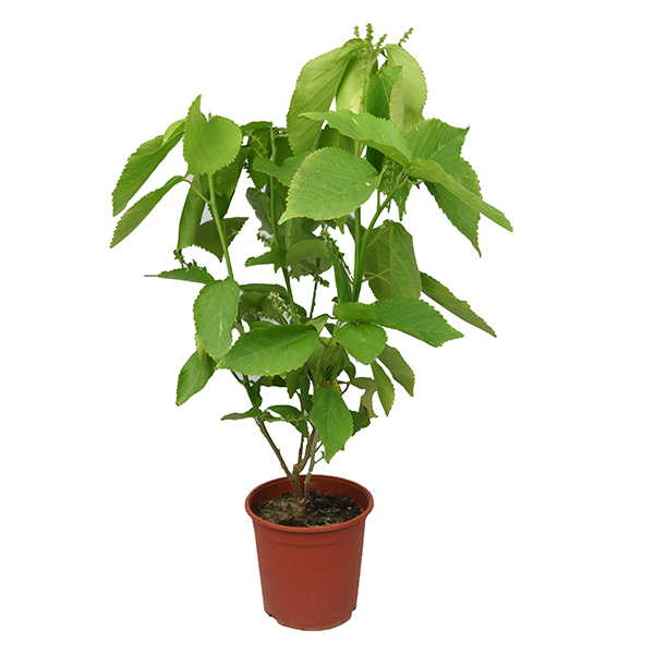 Acalypha wilkesiana "Green "