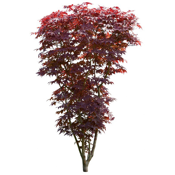 Acer palmatum "Red"