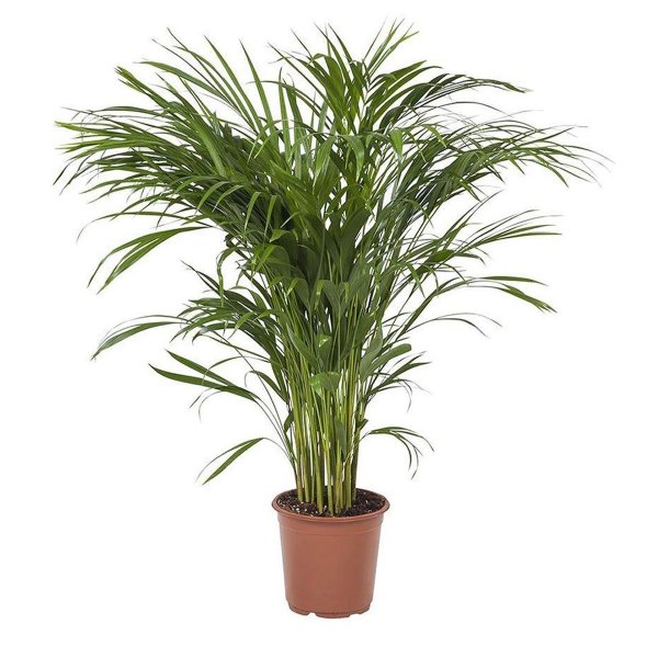Areca palm