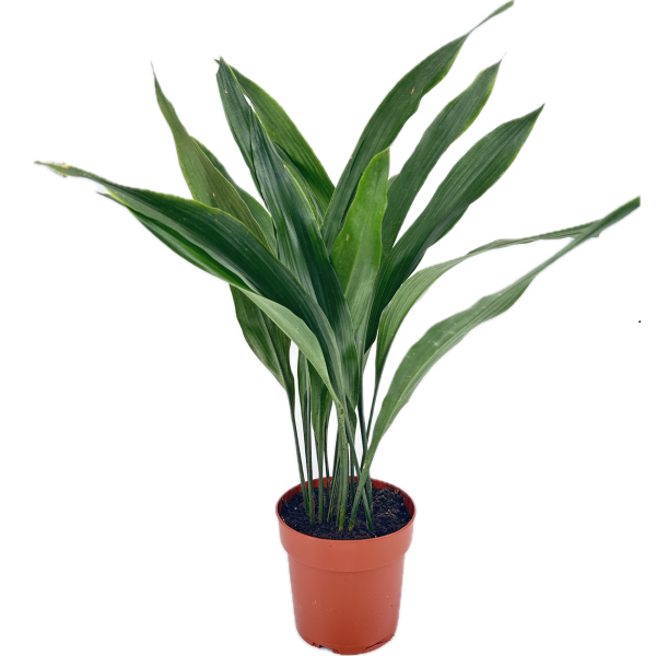 Aspidistra