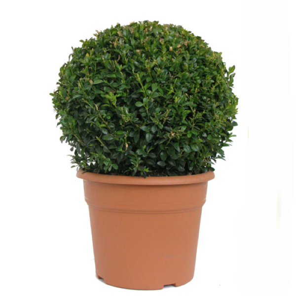 Buxus ball 