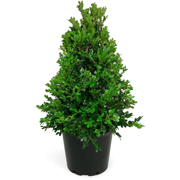 Buxus pyramid 