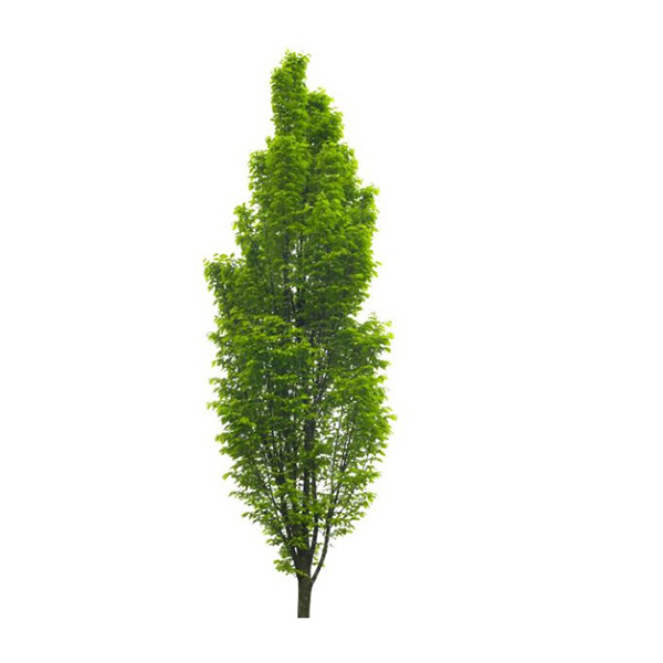 Carpinus pyramid 
