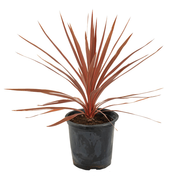 Cordyline 