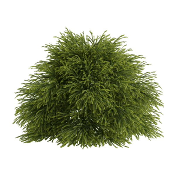 Cryptomeria japonica 