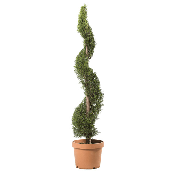 Cupressus gold crest spiral 