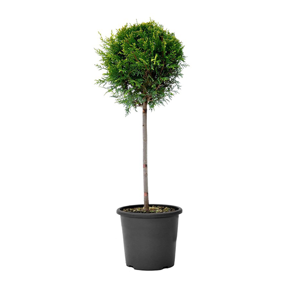 Cupressus leylandi tige ball