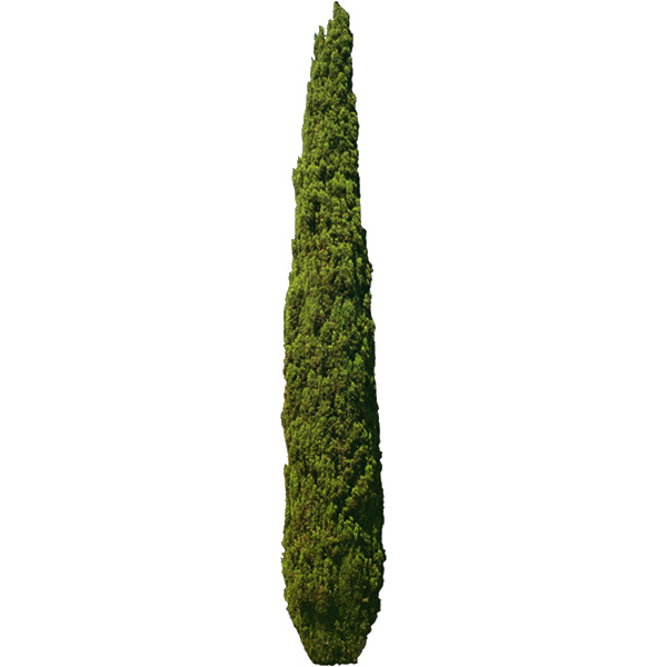 Cupressus totem 