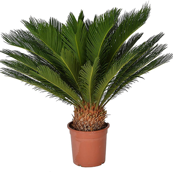 Cycas 