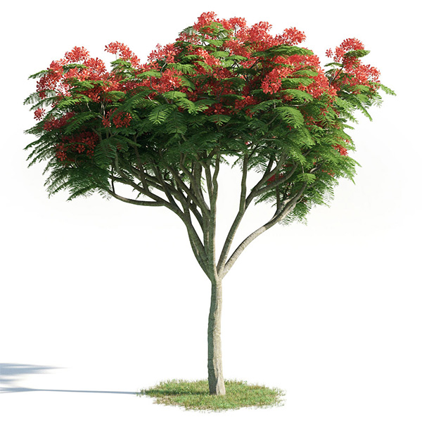 Delonix regia 