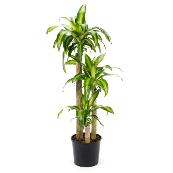 Dracaena massangeana