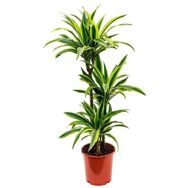 Dracaena lemonlime