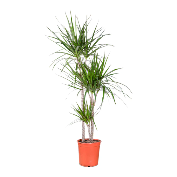 Dracaena marginata