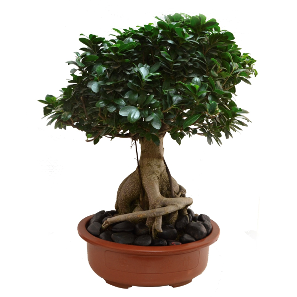 Ficus bonzai