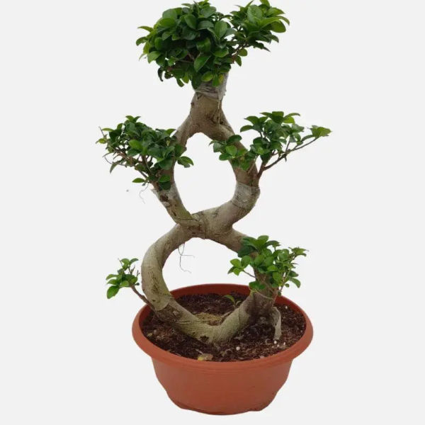 Ficus bonsai 8 shape