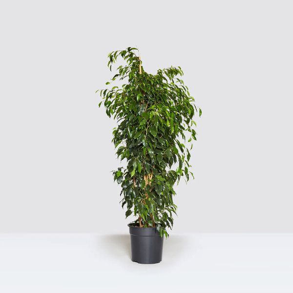 Ficus benjamina danielle