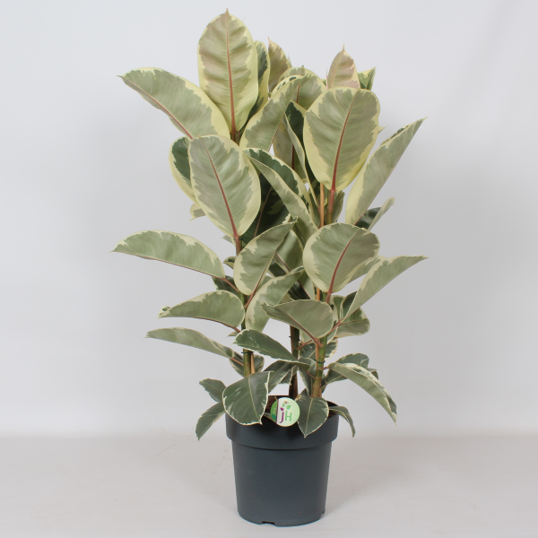 Ficus elastica variegata