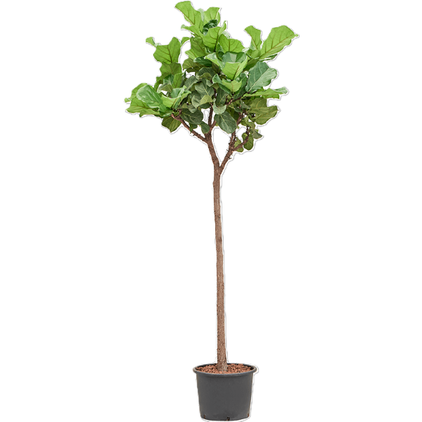 Ficus lyrata on stem