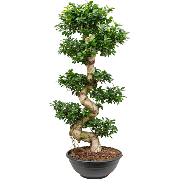 Ficus bonsai S shape