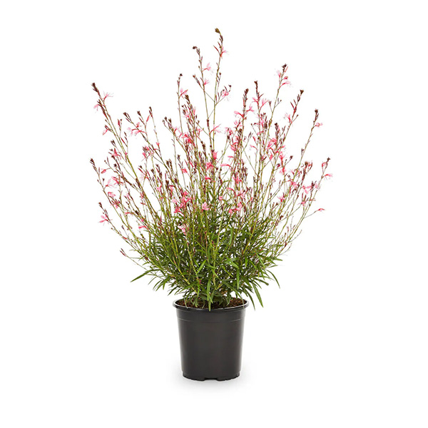 Gaura white 