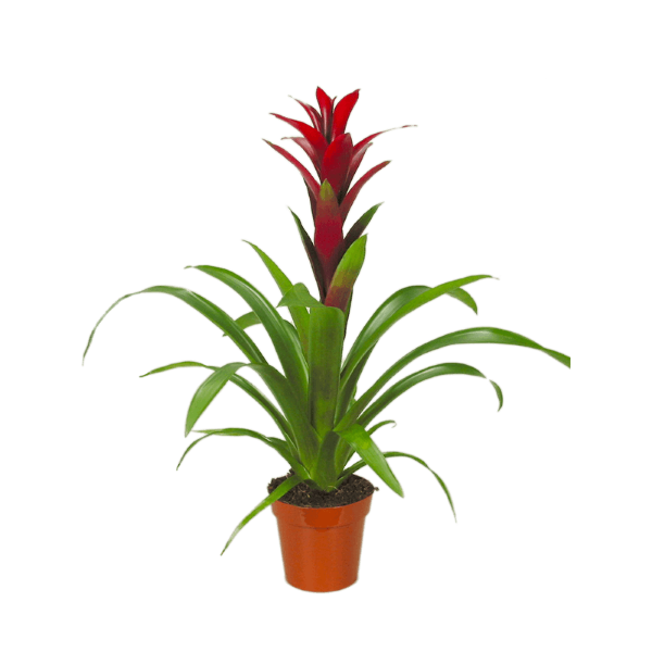 Guzmania
