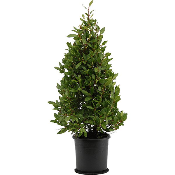 Laurus nobilis pyramid 