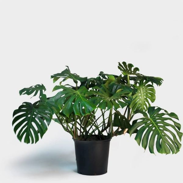 Monstera