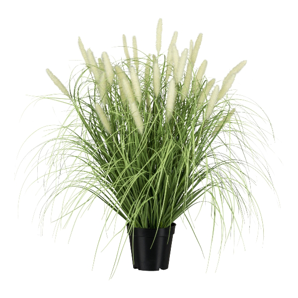 Pennisetum white 