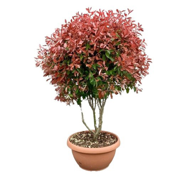 Photinia compacta shampignon 