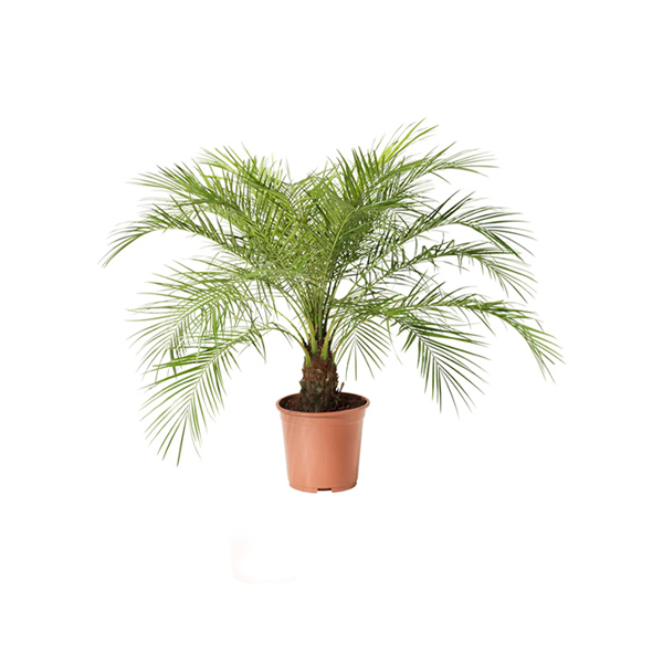 Phoenix robilini 1 tronc 