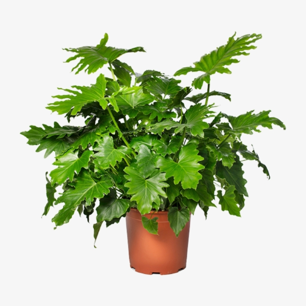 Philodendron salloum