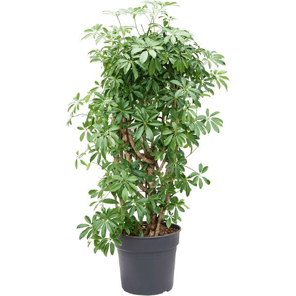 Schefflera actino