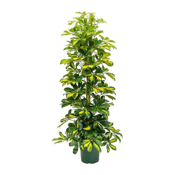 Schefflera gold capella