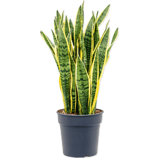 Sancevieria