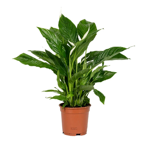 Spathiphyllum