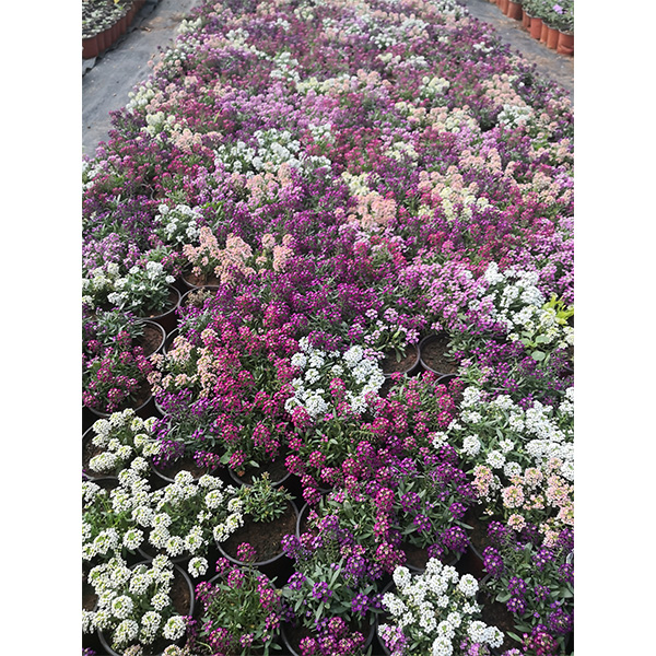 Alyssum 
