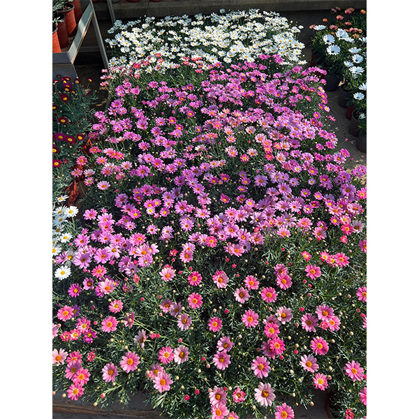 Argyranthemum 