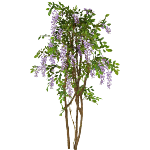 Wisteria 
