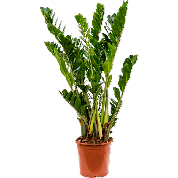 Zamioculcas zamiifolia